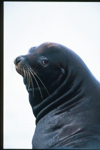 Sea lion01