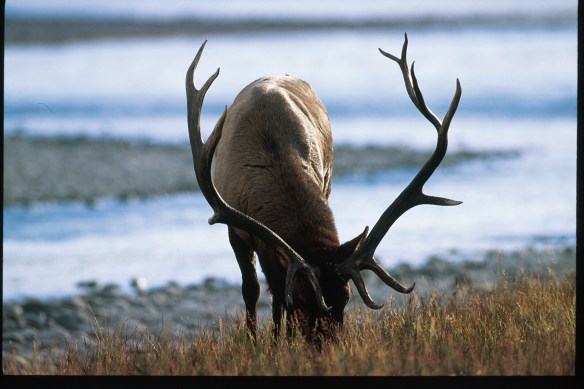 Text and Wildlife Photography ©Jim Robertson, 2013. All Rights Reserved