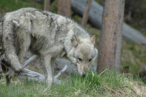 Text and Wildlife Photos Copyright Jim Robertson