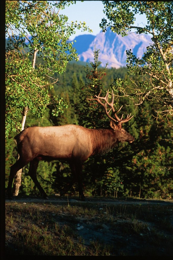 Text and Wildlife Photography ©Jim Robertson