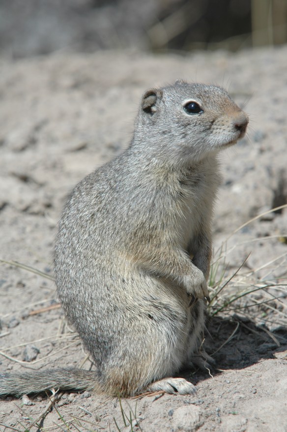 Text and Wildlife Photography© Jim Robertson
