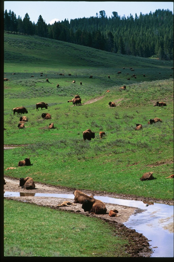 Text and Wildlife Photography© Jim Robertson