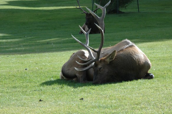 Text and Wildlife Photography© Jim Robertson