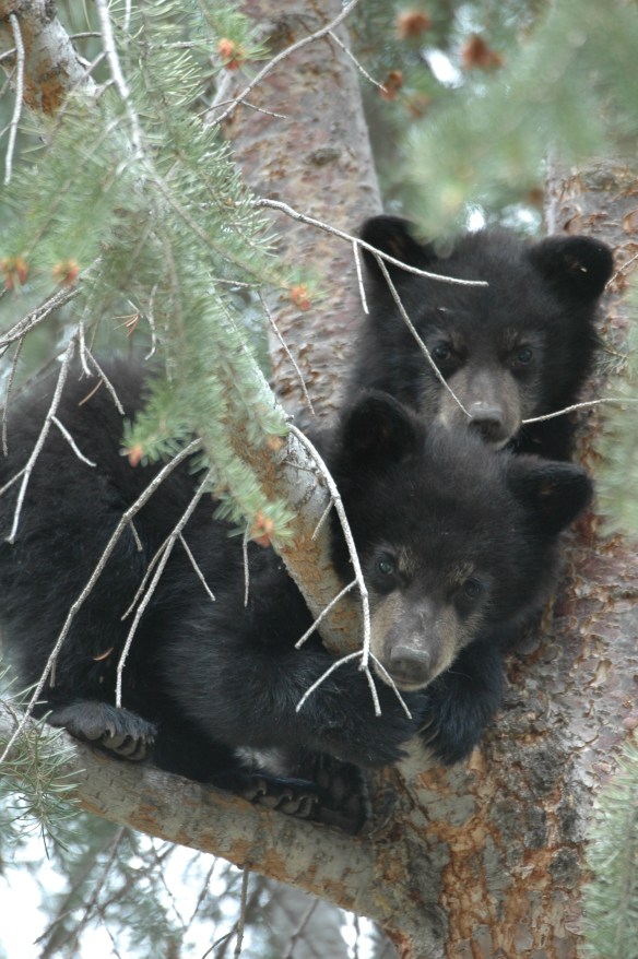 Text and Wildlife Photography© Jim Robertson