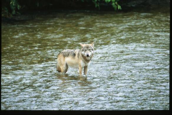 Text and Wildlife Photography ©Jim Robertson, 2012. All Rights Reserved