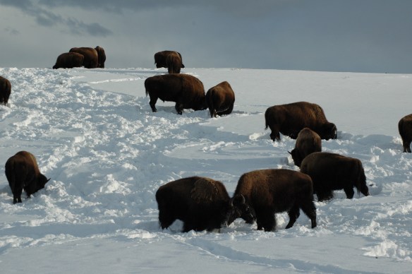 Text and Wildlife Photography ©Jim Robertson, 2012. All Rights Reserved