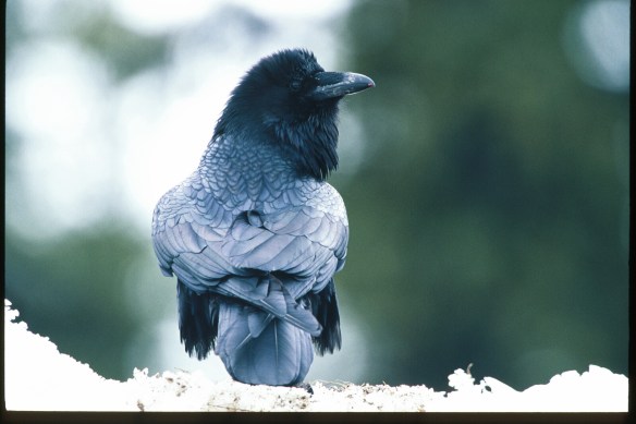 Text and Wildlife Photography ©Jim Robertson, 2013. All Rights Reserved