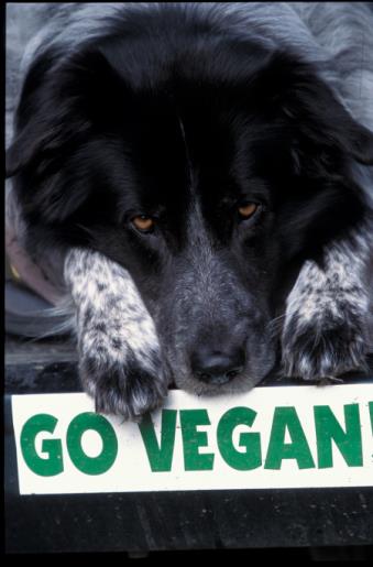 Photograph ©Jim Robertson