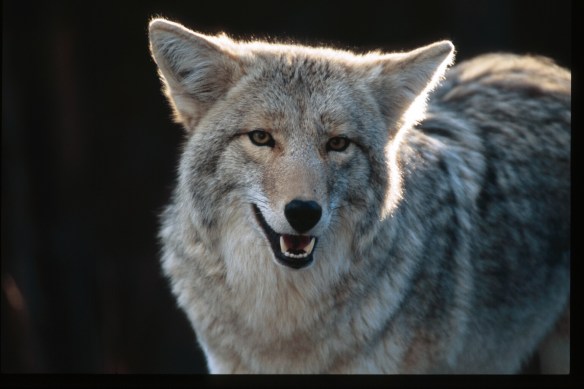 Text and Wildlife Photography ©Jim Robertson, 2013. All Rights Reserved