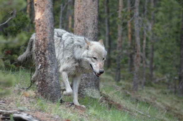 Text and Wildlife Photography ©Jim Robertson, 2013. All Rights Reserved