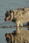 wolf in water