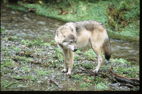 Wolf Photo Copyright Jim Robertson