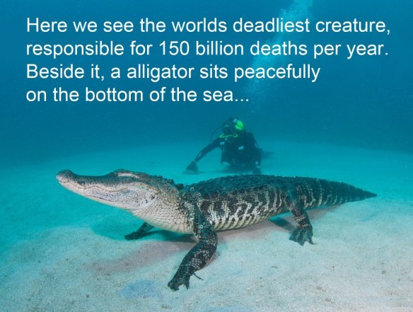 486827_421647651259462_250193140_n