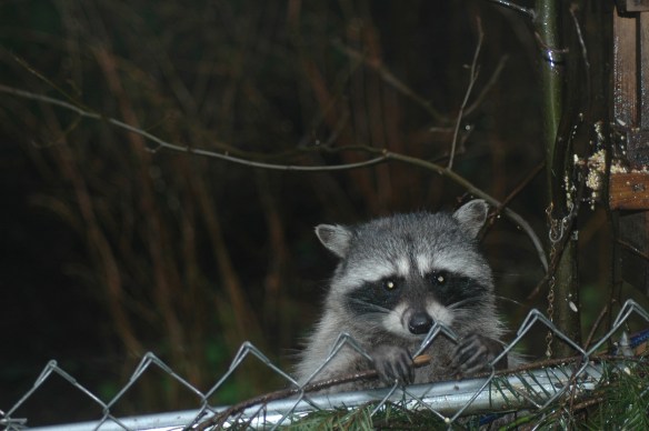 Wildlife Photography ©Jim Robertson, 2013