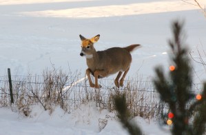Text and Wildlife Photography ©Jim Robertson, 2013. All Rights Reserved