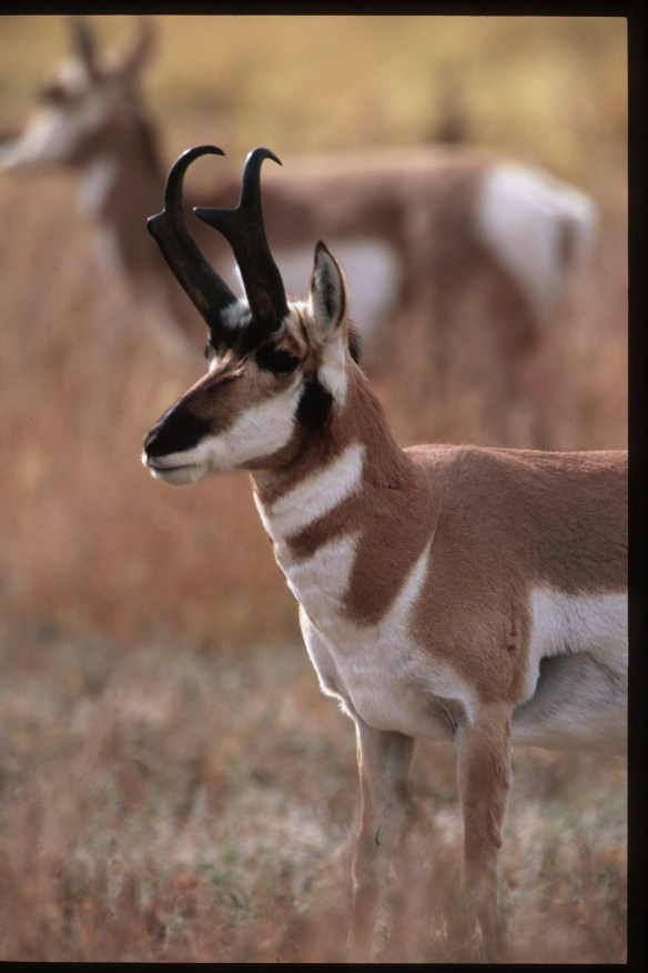  Text and Wildlife Photography ©Jim Robertson, 2013. All Rights Reserved 