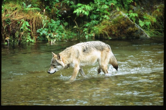 Text and Wildlife Photography ©Jim Robertson, 2013. All Rights Reserved 