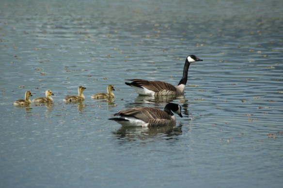 Text and Wildlife Photography ©Jim Robertson, 2013. All Rights Reserved