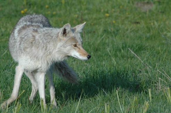 Text and Wildlife Photography ©Jim Robertson, 2013. All Rights Reserved 