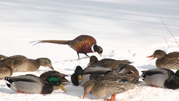 —Text and Wildlife Photography ©Jim Robertson, 2013. All Rights Reserved 