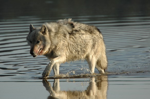 Photo Copyright Jim Robertson