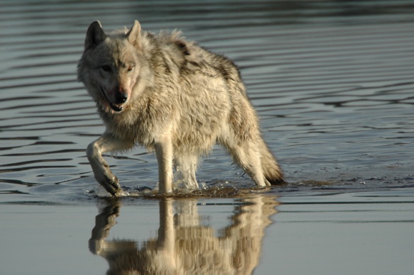 Text and Wildlife Photography ©Jim Robertson, 2013. All Rights Reserved 
