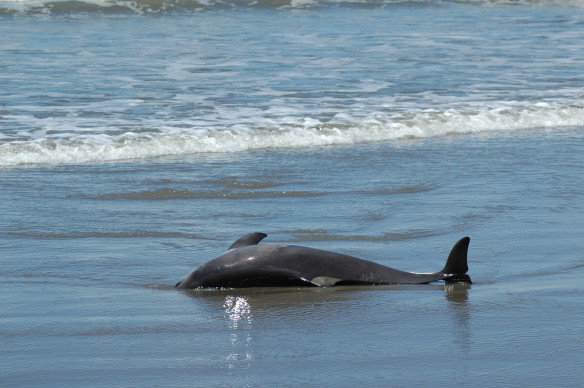 Text and Wildlife Photography ©Jim Robertson, 2013. 