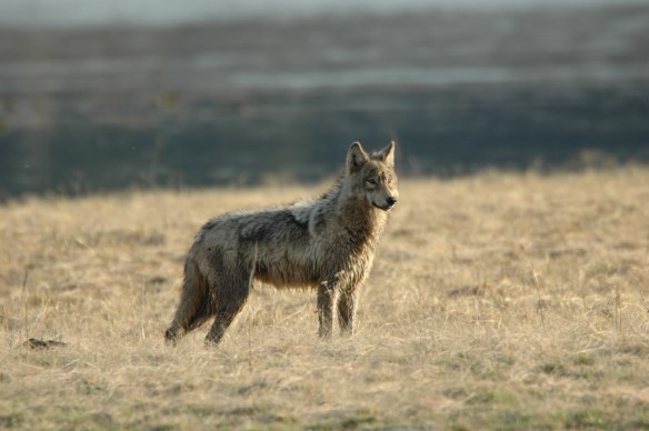 Text and Wildlife Photography ©Jim Robertson, 2013. All Rights Reserved