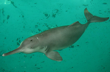 360_yangtze_dolphin_0810