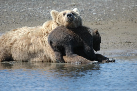 Wildlife Photography ©Jim Robertson, 2013. All Rights Reserved