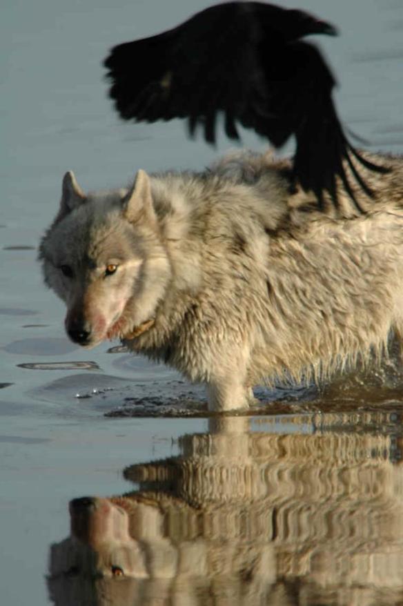 Text and Wildlife Photography ©Jim Robertson, 2013. All Rights Reserved