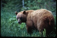blue eyed black bear