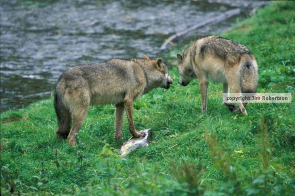 copyrighted-wolf-argument-settled