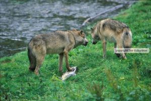 copyrighted-wolf-argument-settled