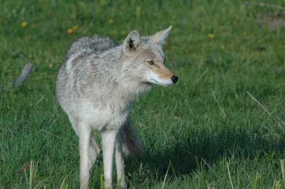 Coyote photo Copyright Jim Robertson