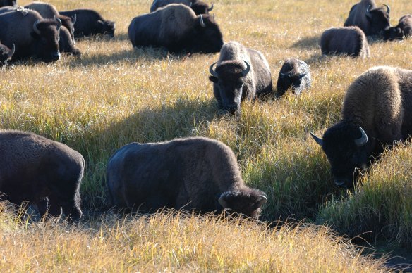 Text and Wildlife Photography ©Jim Robertson, 2013. All Rights Reserved