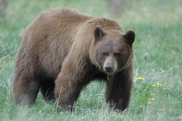 Wildlife Photography Copyright Jim Robertson