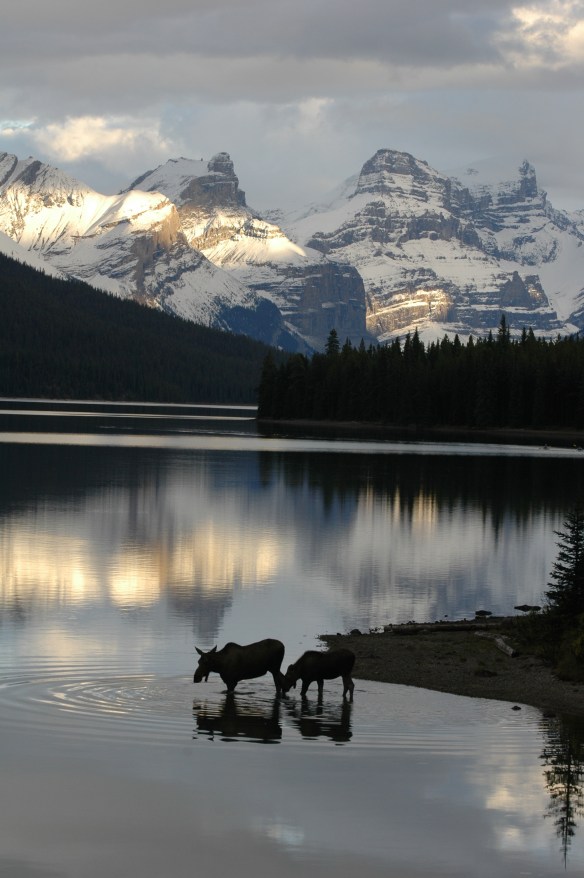 Wildlife Photography Copyright Jim Robertson