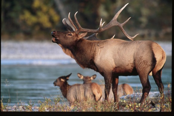 Text and Wildlife Photography ©Jim Robertson, 2013. All Rights Reserved