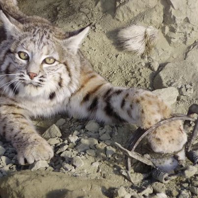 525140_440817092654544_311118433_n