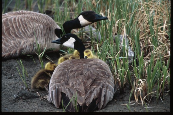 Text and Wildlife Photography ©Jim Robertson, 2013. All Rights Reserved