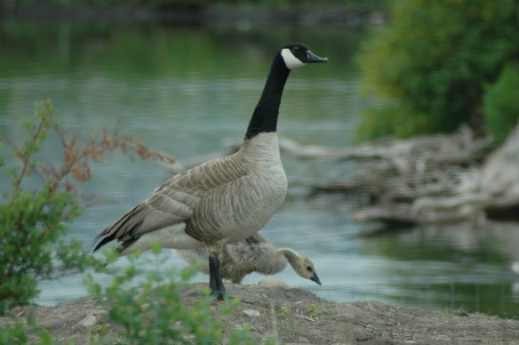 Text and Wildlife Photography ©Jim Robertson, 2013