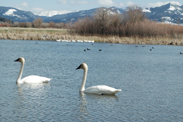 Wildlife Photography ©Jim Robertson, 2013. All Rights Reserved
