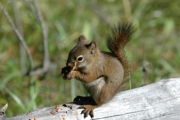 Photo Copyright Jim Robertson