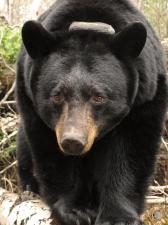 thumb_3e27c99321ee3f4ace21e1e5ba9b409d_169x225_wm0_right_bottom-20130913_Dot_20120322