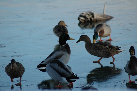 Photo copyright Jim Robertson