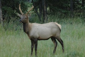 Photo Copyright Jim Robertson