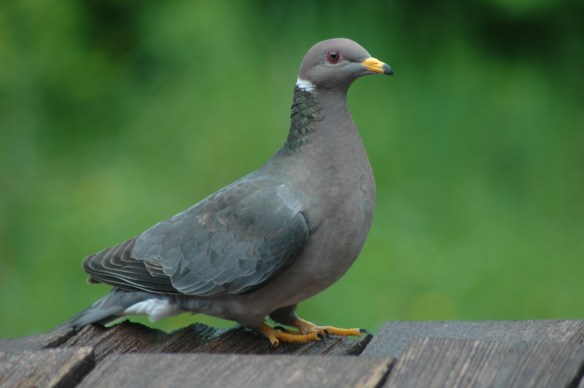 Band-tailed pigeon photo©Jim Robertson