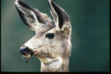 Wildlife Photography ©Jim Robertson