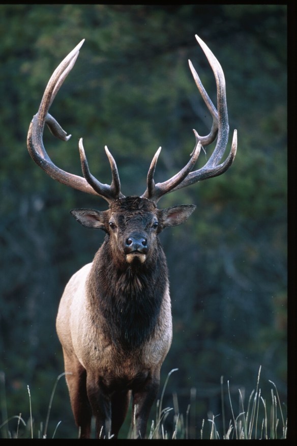 Text and Wildlife Photography ©Jim Robertson